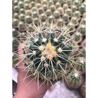 ถังทอง กระถาง 4”นิ้ว Golden Barrel Cactus