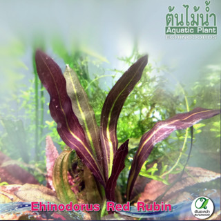 อะเมซอนเรดรูบิน Echinodorus red rubin (ต้นไม้น้ำ)