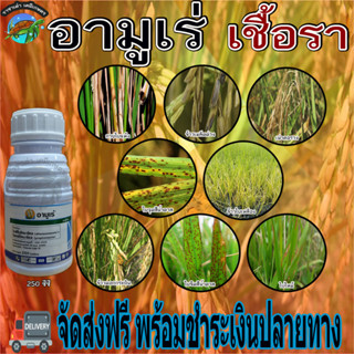 อามูเร่ 250 ซีซี ข้าวกาบใบแห้ง เมล็ดด่าง ข้าวดอกกระถิน เน่าคอรวง ใบจุดสีน้ำตาล ใบไหม้  ราชาเต่าเกษตร