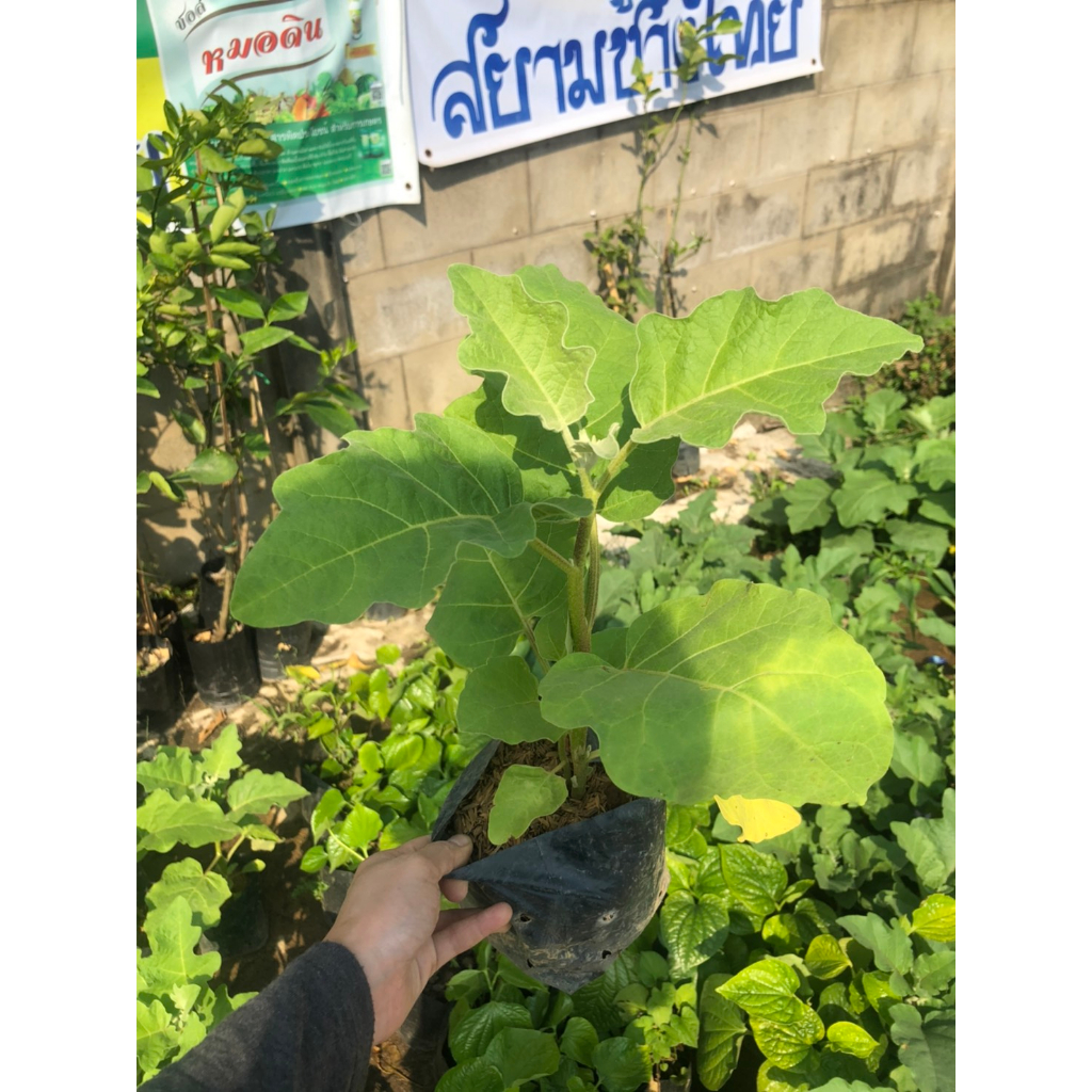 ต้นกล้ามะเขือม่วงหลอดไฟ พร้อมปลูก กล้าละ 9 บาท ซื้อ 10แถม 2กล้า - รูปที่ 7