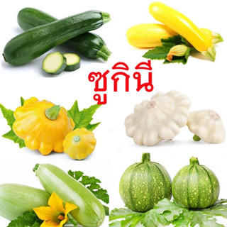ซูกินี🎈ทุกพันธุ์🎯ถูกที่สุด10บ.🎯เมล็ดพันธุ์ซูกินีทุกพันธุ์ 3-…
