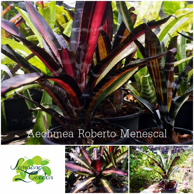 👑ต้น สับปะรดสี Aechmea Roberto Menescal (หน่อต้นเล็ก) ไม้กระถาง ไม้ใบ 👑