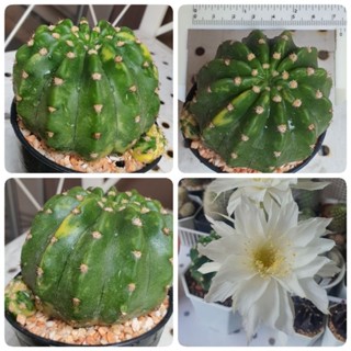 อิชินอปด่าง แคคตัส Echinopsis variegata ไม้เมล็ด สีสวย