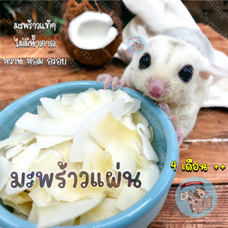 ( มะพร้าวแผ่น ) coconut มะพร้าว เนื้อมะพร้าว ขนม อาหาร ชูการ์ กระรอก แฮมสเตอร์ ดอร์เมาส์ บุชเบบี้ ลิงมาโมเสท