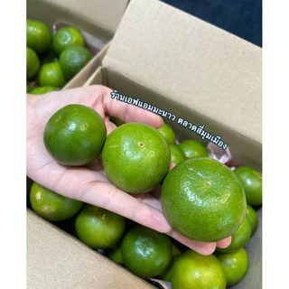 มะนาวแป้นรำไพเบอร์400 / เบอร์500 / เบอร์600 เปลือกบาง น้ำเยอะ เก็บสดจากสวน คัดพิเศษ จัดส่งไว