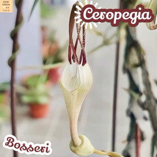 [มังกรดำ บอสเซอร์อาย] Ceropegia Bosseri ส่งพร้อมกระถาง แคคตัส Cactus Succulent Haworthia Euphorbia ไม้หายาก พืชอวบน้ำ