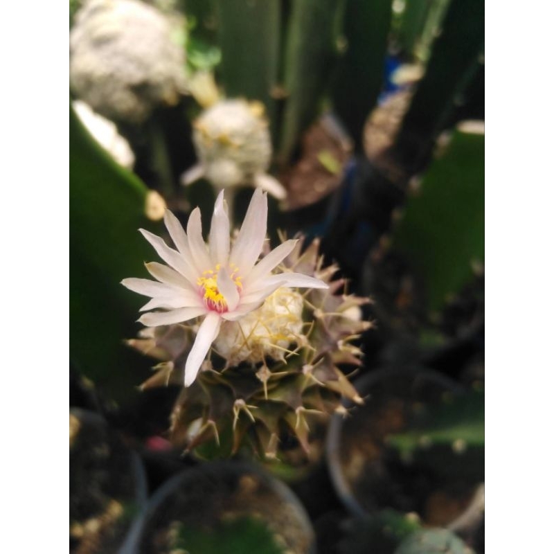 cactus  กลีบกระทง obregonia denegrii กราฟตอสามเหลี่ยม