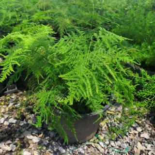 ต้นโปร่งฟ้า (Feather fern)