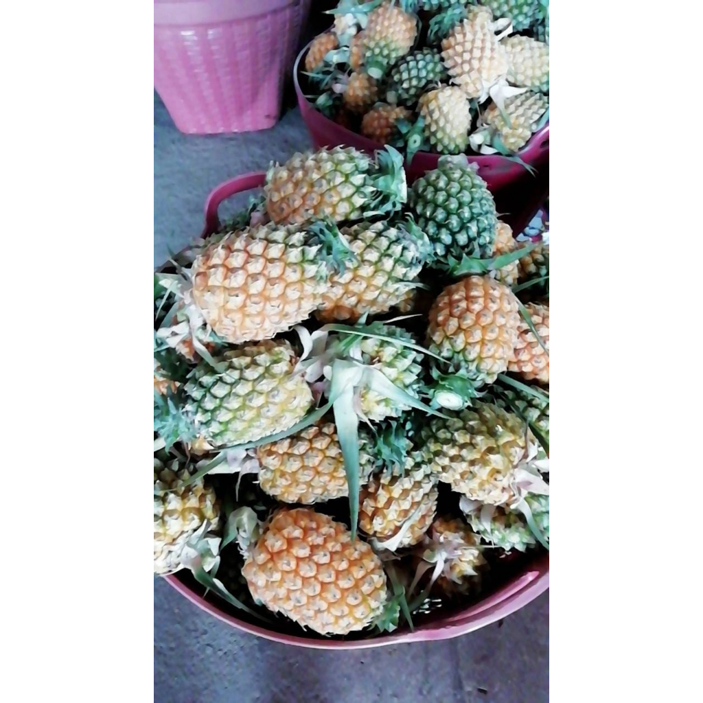 สับปะรดภูแล   กิโลละ 39 บาท  หนึ่งกิโลมี 3-6 ลูก หวานอมเปรี้ยวอร่อยทานใส้ได้ด้วย ใส้หวานกรอบ