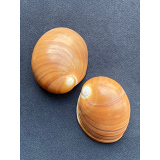 brown jade sea snail shell