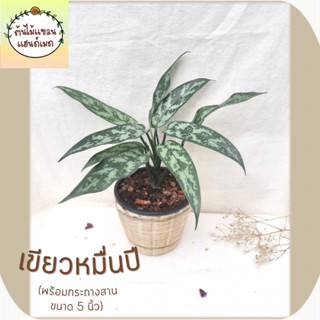 🎋เขียวหมื่นปี (Maria Chinese Evergreen) ไม้มงคล ช่วยฟอกอากาศ พร้อมกระถางสานไม้ไผ่ ขนาด 5 นิ้ว