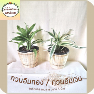 🎋กวนอิมทอง / กวนอิมเงิน (Lucky bamboo/Belgian Evergreen) ต้นไม้มงคล พร้อมกระถางสานไม้ไผ่ ขนาด 5 นิ้ว ช่วยฟอกอากาศ