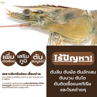 สารบำรุงตับกุ้ง เพิ่มเม็ดเลือด บำรุงตับ ตับอ่อน  กุ้งสมบูรณ์ แข็งแรง และไม่ตายง่าย