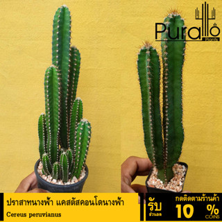 ต้นกระบองเพชร ปราสาทนางฟ้า แคสตัสคอนโดนางฟ้า Cereus peruvianus #cactus #กระบองเพชร