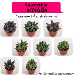 Haworthia  ฮาร์โวร์เทีย ไม้ชำหน่อ Cactus กระบองเพชร พืชอวบน้ำ พืชทะเลทราย ตะบองเพชร