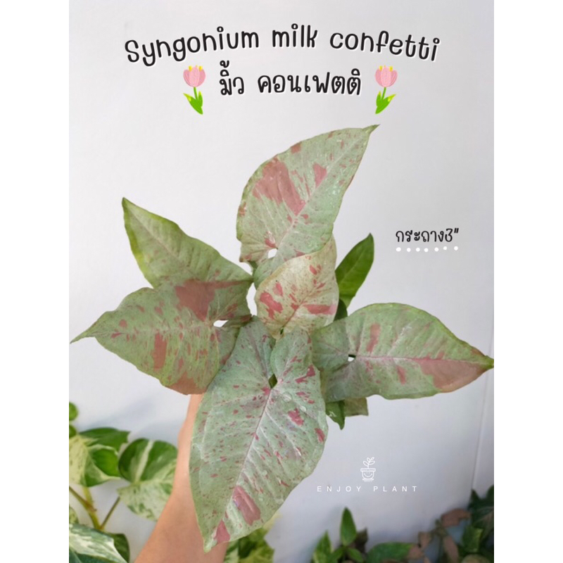 Syngonium milk confetti มิ้วคอนเฟตติ