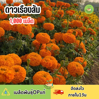 ดาวเรืองส้ม 1,000 เมล็ด โปรจัดชมสวน