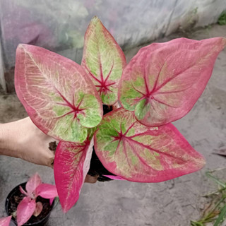 หลวงปู่ทิม บอนสี Caladium