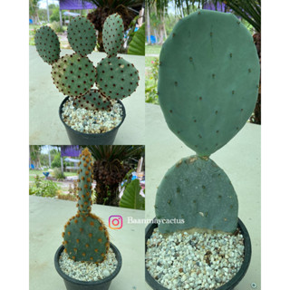 โอพันเทีย 🌵 โรบัสต้าไจแอนท์ รูฟิด้า ดอลล่า Opantia