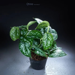 พลูหัวใจแนบ ไม้ใบเลี้ยงในร่มขนาด 4 นิ้ว Scindapsus pictus Exotica