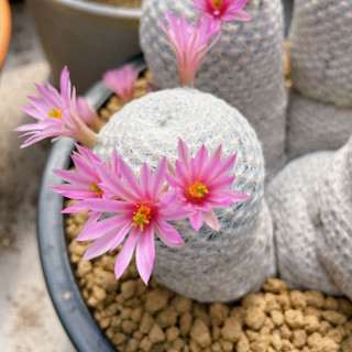 แมมมิลาเลีย เฮอเรเร่ แคคตัส ( Mammillaria herrerae ) ส่งแบถอดกระถาง