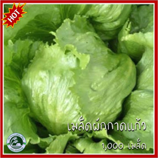 1,000 เมล็ด ผักกาดแก้ว เมล็ดผักกาดแก้ว ผักกาด เมล็ดผักกาด Iceberg Lettuce