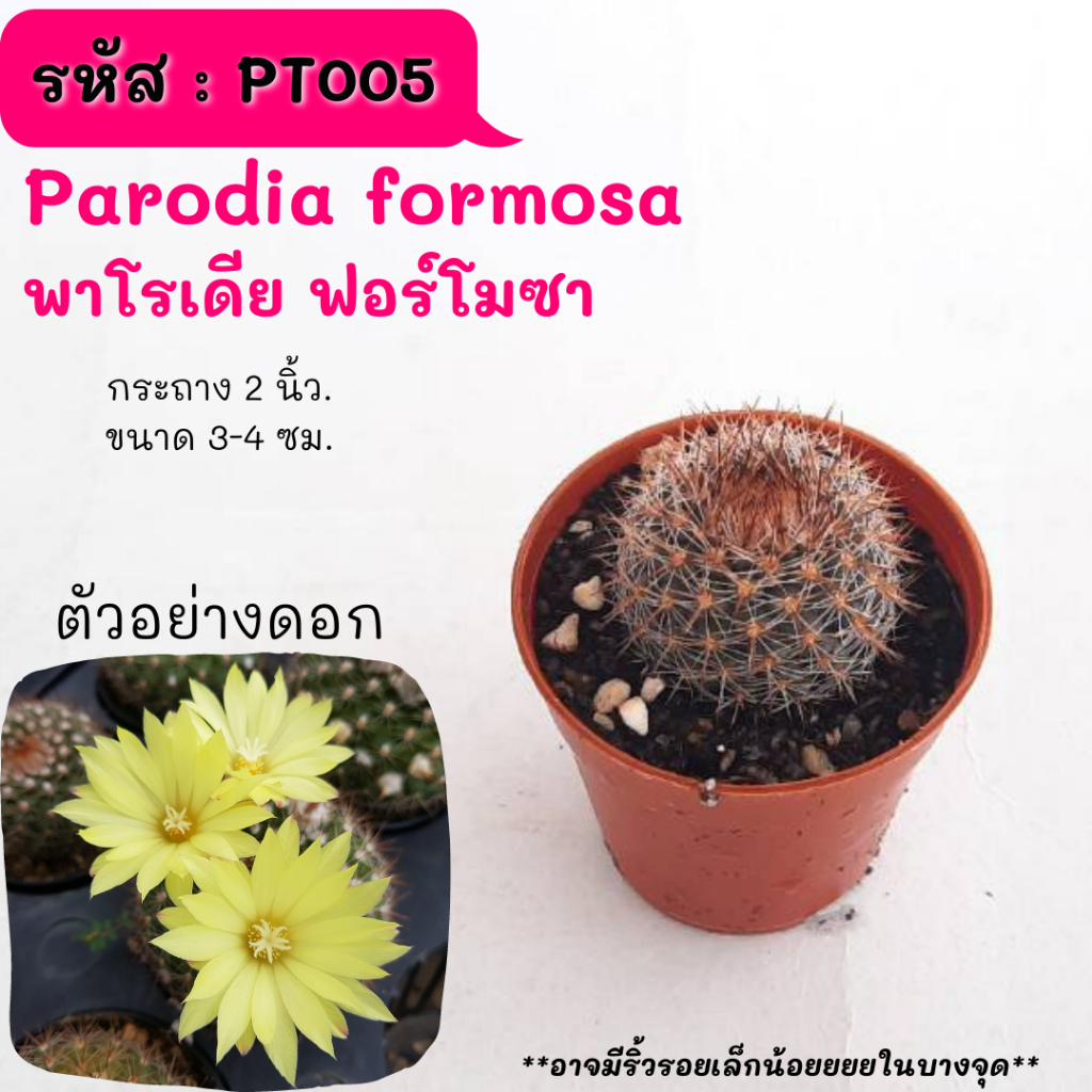 PT005 Parodia formosa  พาโรเดีย ฟอร์โมซา ไม้เมล็ด cactus กระบองเพชร แคคตัส กุหลาบหิน