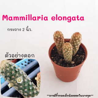 Mammillaria elongata นิ้ว ไม้ชำหน่อ cactus กระบองเพชร แคคตัส กุหลาบหิน พืชอวบน้ำ