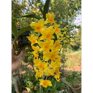 เอื้องมัจฉาเหลืองกิลเบริต์🌼(Dendrobium guibertii) ตัวนี้มาจากพม่า ลำเหลี่ยม ช่อดอกยาวถี่