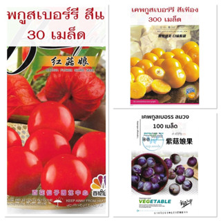 เมล็ดพันธุ์ เคพกูสเบอร์รี่ 300 เมล็ด เหลือง / แดง / ม่วง ( Cape Gooseberry Seed ) เมล็ด โทงเทงฝรั่ง เมล็ดระฆังทอง