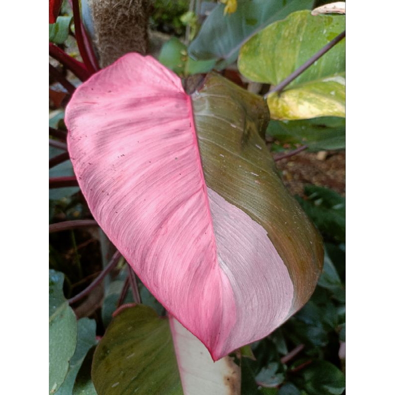 ฟิโลเดนดรอนพิ้งค์ปริ้นเซส Philodendron Pink Princess (เจ้าหญิงสีชมพู)