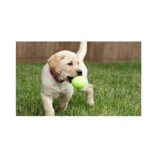 ลูกเทนนิส Tennis ball (3 ลูก/แพ็ค)