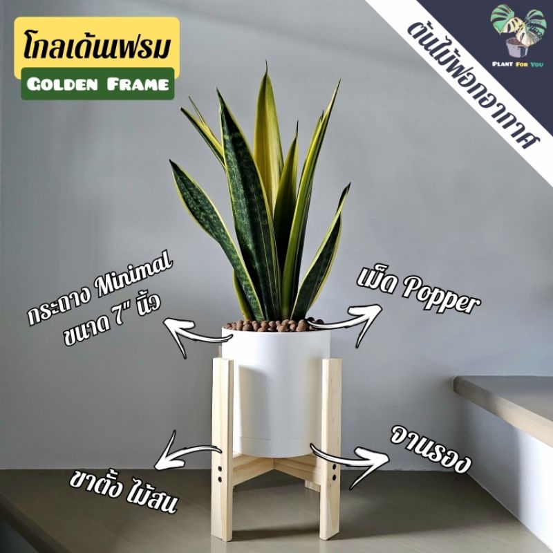 ลิ้นมังกรโกลเด้นเฟรม Golden Frame พร้อมกระถาง Minimal 7"นิ้ว+จานรอง+เม็ดPopper+ขาตั้งไม้สน (ต้นไม้ฟอกอากาศ)
