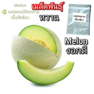 เมล่อน เปลือกลาย เนื้อเขียว 🍈หวานหอมมาก พร้อมส่ง งอกดี