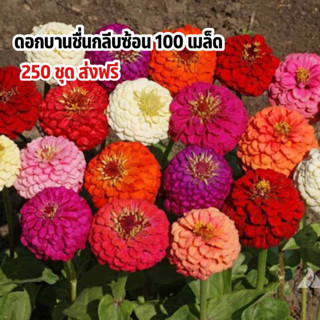 250 ชุด บานชื่น กลีบซ้อนคละสี