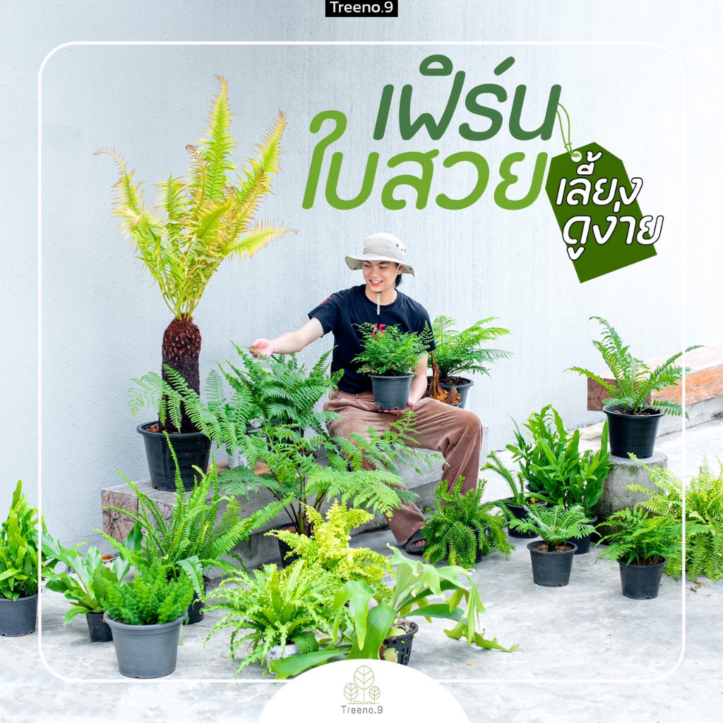 Treeno.9 T6 รวมเฟิร์น และไม้ในร่ม (Fern) กระถาง 8 -10 นิ้ว / สูง 30-50 ซม. / ไม้ประดับ ไม้ฟอกอากาศ (ต้นไม้)