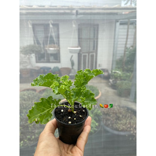 ซื้อ10 แถม +3กระถาง 💥ต้นกล้าเคล ใบหยิก อายุ45วัน กระถาง2 นิ้ว 🪴 Kale Baby Plant 2inch pot (45 Days) 💥Buy 10 get 3 Free