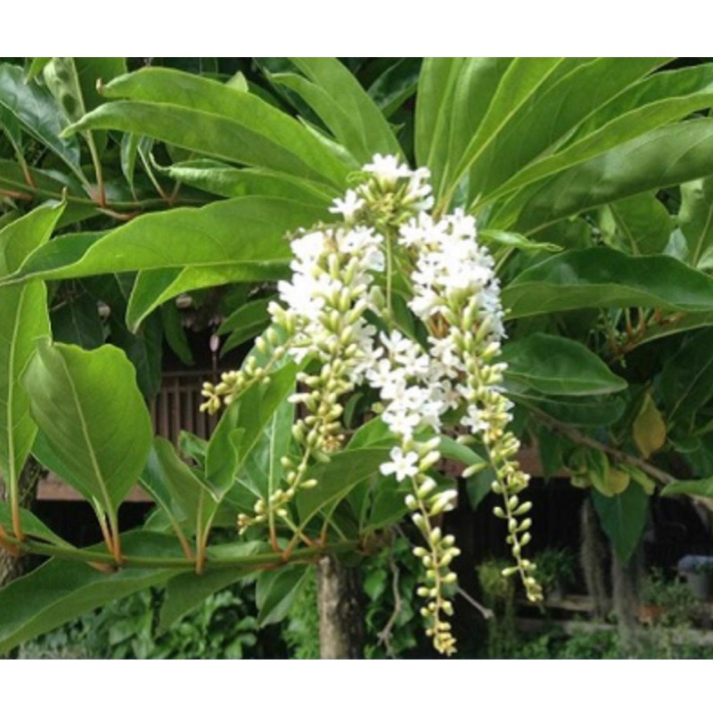 ต้นบุหงาส่าหรี ไม้ดอกหอมห้อยระย้า Patsorntree