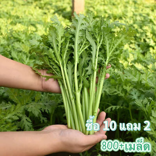 ผักพันธุ์ดาวเรือง 800+เมล็ด[10 แถม2คละได้ ]ดอกเบญจมาศ/ดอกเบญ…