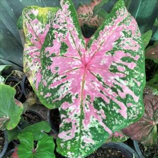 บอนสีไก่เกษมชัยcaladium