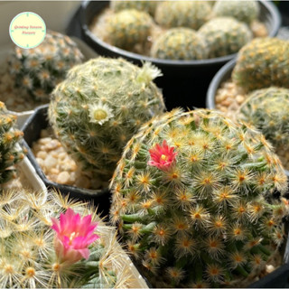 [ MAMM8 ] ขนนกเหลือง (Mammillaria Schiedeana) ดอกแดง ดอกชมพู ดอกขาว แมมมิลาเรีย ไม้เมล็ด แมมขนนกเหลือง แคคตัส กระบองเพชร