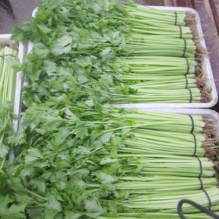 เมล็ดพันธุ์ เซเลอรี่ คื่นฉ่าย Celery ขนาดบรรจุประมาณ 800+เมล็ด[10แถม2] ขึ้นฉ่ายฝรั่ง คื่นฉ่ายฝรั่ง ขึ้นช่าย คึ่นช่าย