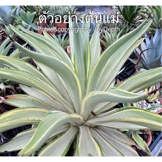 Agave desmettiana (Joe Hoak)  ขายหน่อละ 65 บาท