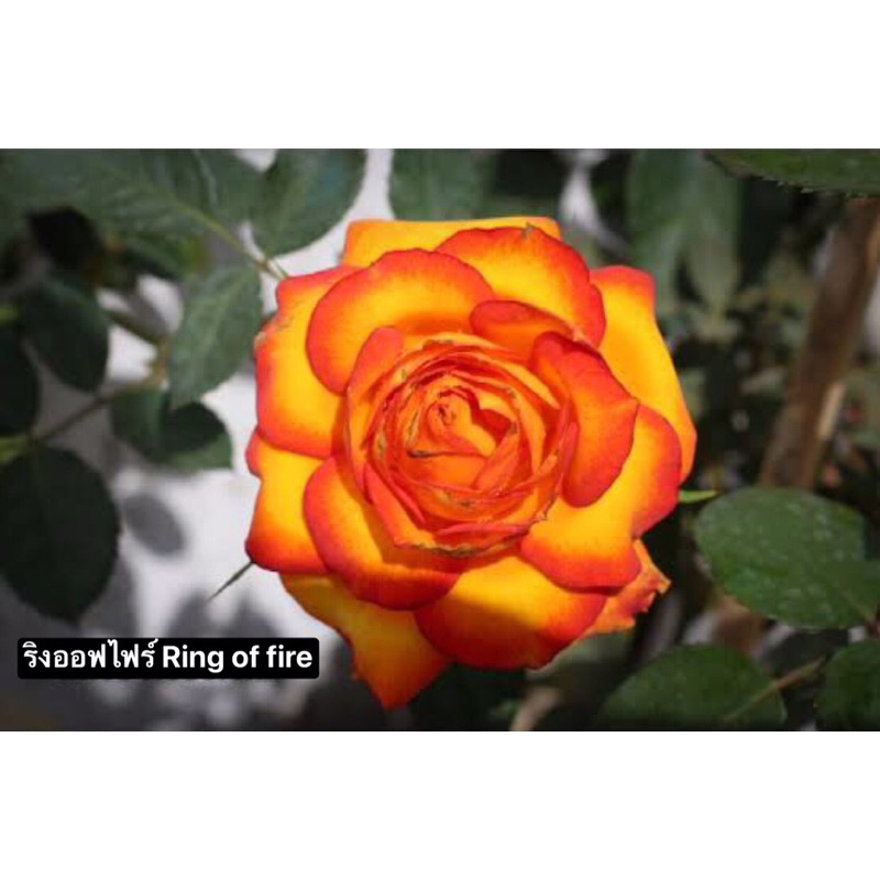 กุหลาบ - ริงออฟไฟร์ Ring of frie พุ่มเตี้ย สีสดบานทน