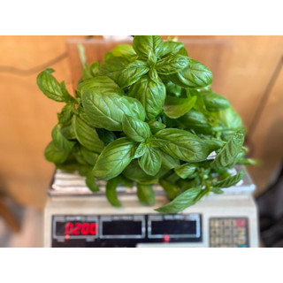 Fresh Italian Sweet Basil leafs 100 g/200g (cut to order) 🌱ใบโหระพาอิตาลี่ ตัดสดๆ 100กรัม/ 200 กรัมสำหรับร้านอาหาร