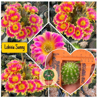 หน่อเด็ดสด หน่อละ 25 บาท แคคตัส/กระบองเพชร Cactus  Lobivia  SUNNY สีใหม่สวยมาก