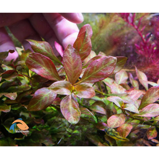 ต้นไม้น้ำ ลัดวิเจียแอตแลนติส Ludwigia sp. Dark Orange (atlantis)