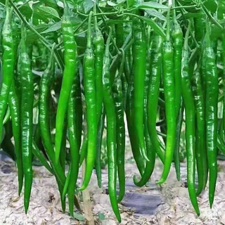 พริกยาวที่สุดในโลก เมล็ดพันธุ์พริก Joe's Long 200+ เมล็ด งอกง่าย🌱ผลยาว12-15นิ้ว☘️[ซื้อ10แถม2]พริก