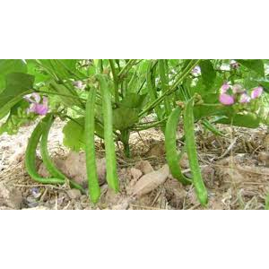 ต้นกล้าถั่วแขก (Snap bean) พร้อมปลูกกล้าละ 7 บาท ซื้อ 10แถม 2 โตไว ผัดกับพริกอร่อย