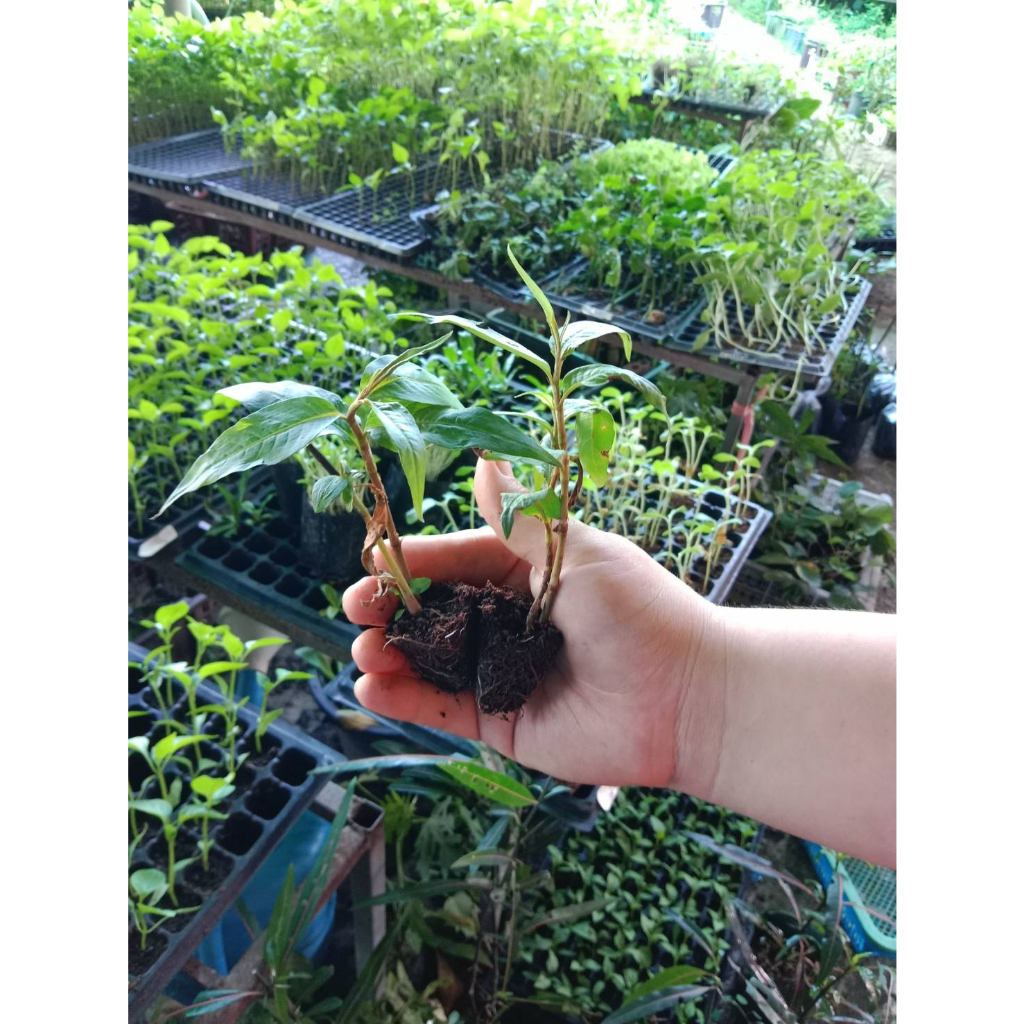 ผักไผ่ ผักแพว ต้นกล้าต้นละ 10 บาท  พร้อมปลูก ซื้อ 10แถม 2ต้น - รูปที่ 5